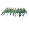 Crystal Myriad Gouldian Finches Crystal Myriad Gouldian Finches