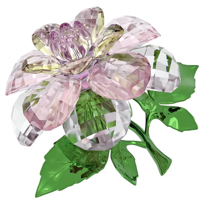 Florere Camellia Florere Camellia