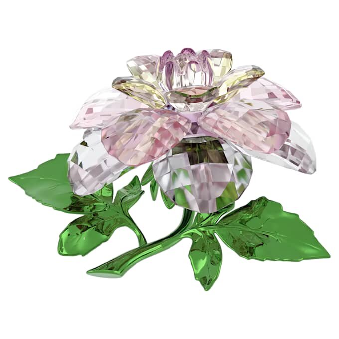 Florere Camellia Florere Camellia
