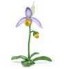 Florere Lady Slipper-orchidee Florere Lady Slipper-orchidee