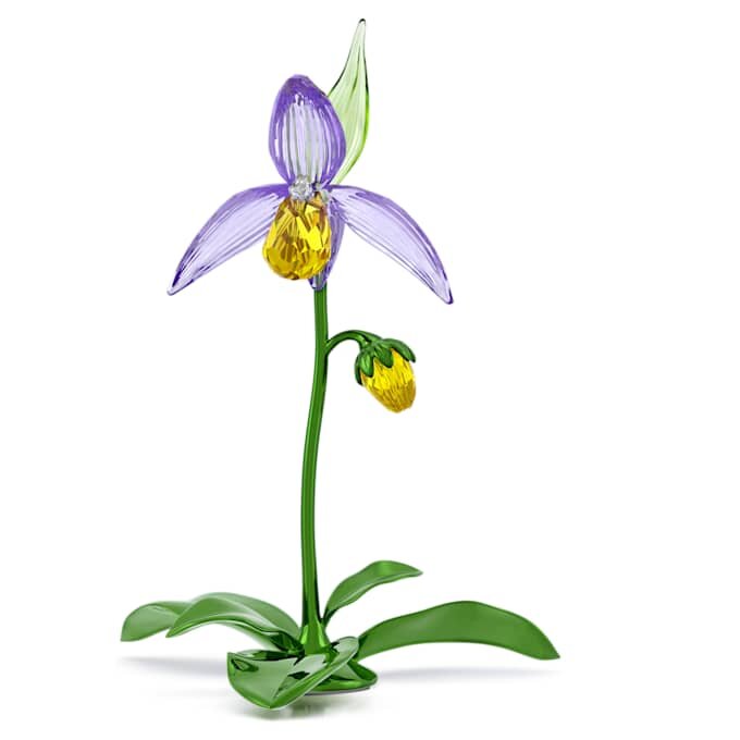 Florere Lady Slipper-orchidee Florere Lady Slipper-orchidee