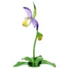 Florere Lady Slipper-orchidee Florere Lady Slipper-orchidee