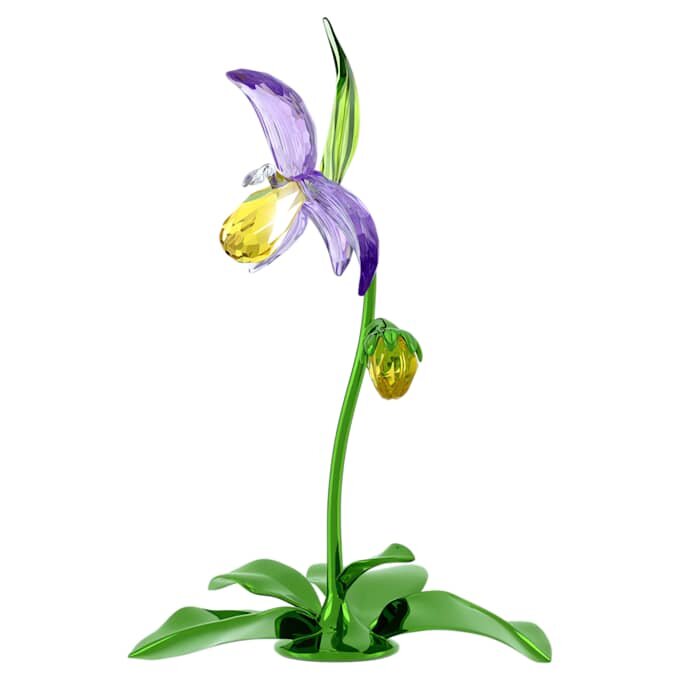 Florere Lady Slipper-orchidee Florere Lady Slipper-orchidee
