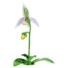 Florere Lady Slipper-orchidee Florere Lady Slipper-orchidee