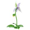Florere Lady Slipper-orchidee Florere Lady Slipper-orchidee