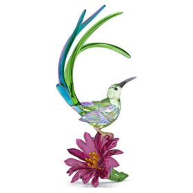 Idyllia-suikervogel en cactusbloem