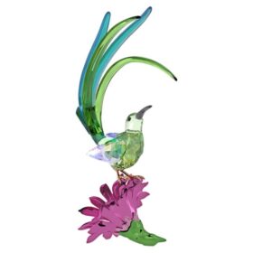 Idyllia-suikervogel en cactusbloem